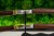 wakizashi-tanto-shirasaya-hamon-s1-3.jpg