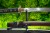 katana-t10-rekojesc-samegawa-czarny-oplot.jpg