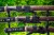 komplet-mieczy-samurajskich-katana-wakizashi-tanto.jpg