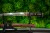 hartowanie-hamon-tanto-4s.jpg