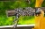 katana-5h-pochwa-lakierowana-oplot.jpg